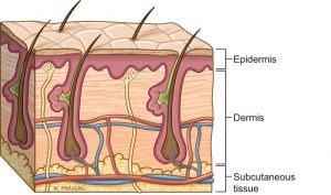 Skincare Skin Layers Diagram
