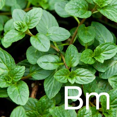 Black Mint (Mentha Piperita Extract) Ingredient Image