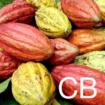 Cocoa Butter (Theobroma Cacao Seed Butter) Ingredient Image