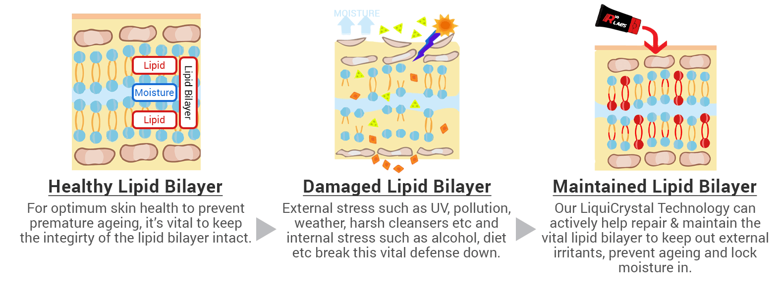 How R10 Labs Liquicrystal Mend's the Lipid Bilayer