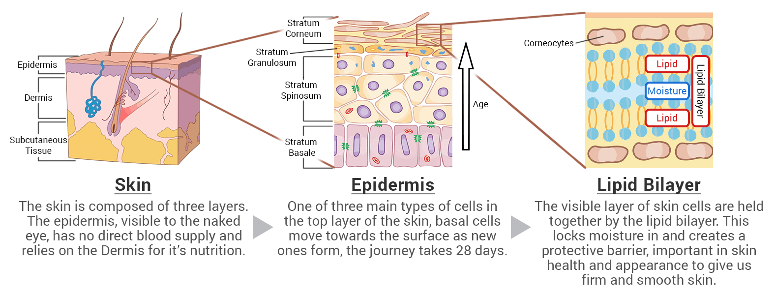 Structure of skin