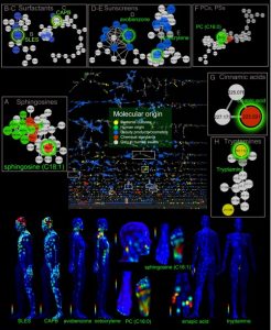 Molecular cartography of human skin in 3D