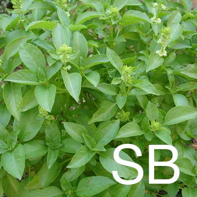 Sweet Basil (Ocimum Basilicum Herb Extract) Ingredient Image