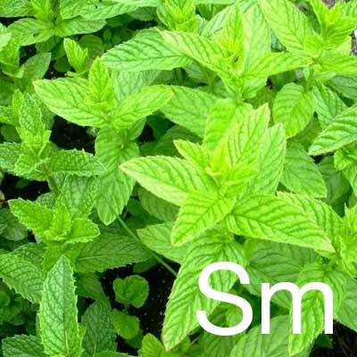 Spearmint (Mentha Spicata Herb Oil) Ingredient Image