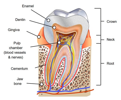 The structure of teeth